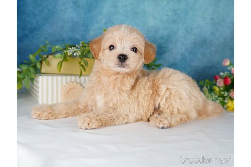 成約済の静岡県のチワプー:チワワ×トイプードル-315878の3枚目