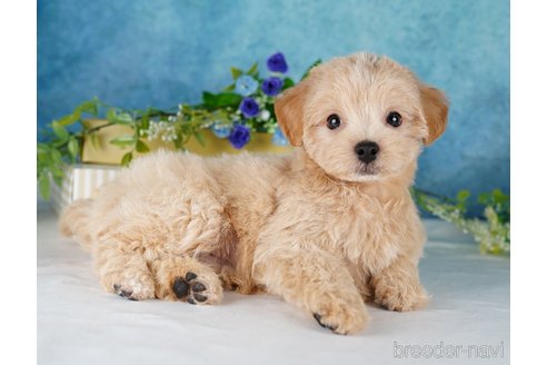 成約済の静岡県のチワプー:チワワ×トイプードル-315878の4枚目