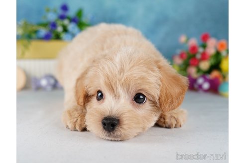 成約済の静岡県のチワプー:チワワ×トイプードル-315878の5枚目