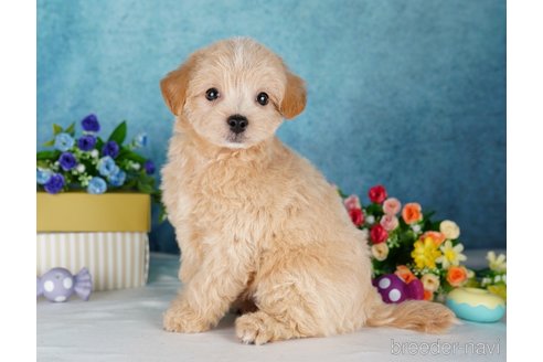 成約済の静岡県のチワプー:チワワ×トイプードル-315878の6枚目