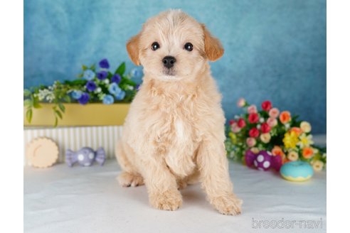 成約済の静岡県のチワプー:チワワ×トイプードル-315878の7枚目