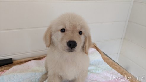 成約済の熊本県のゴールデンレトリーバー-306410の3枚目