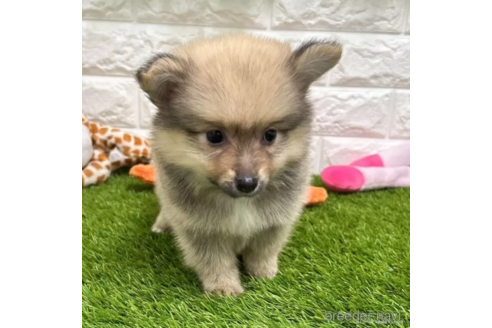 成約済の愛知県のミックス犬-313591の1枚目