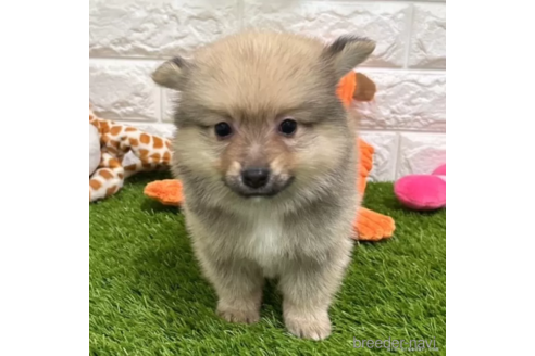 成約済の愛知県のミックス犬-313591の2枚目