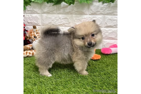 成約済の愛知県のミックス犬-313591の5枚目