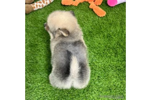 成約済の愛知県のミックス犬-313591の3枚目