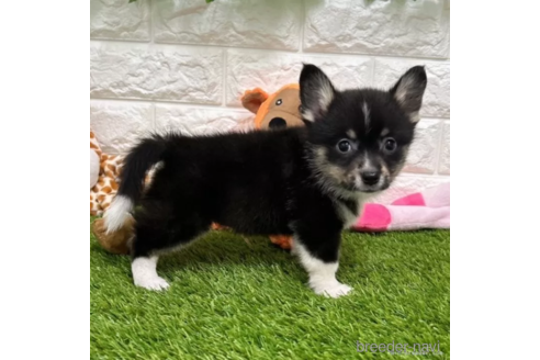 成約済の愛知県のミックス犬-313637の2枚目