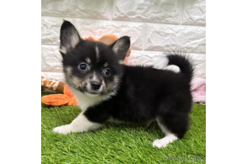 成約済の愛知県のミックス犬-313637の4枚目