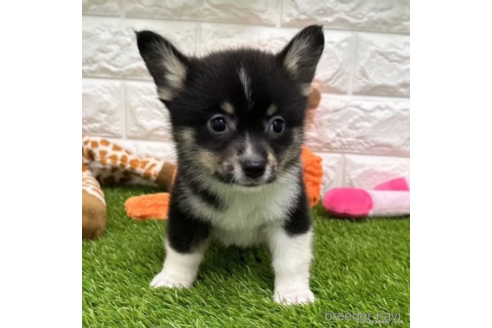 成約済の愛知県のミックス犬-313637の1枚目