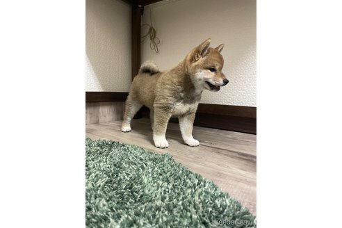 成約済の滋賀県の豆柴-306720の8枚目
