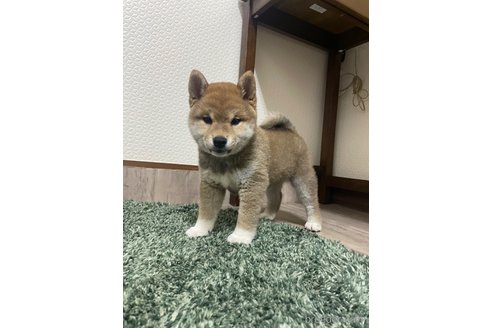 成約済の滋賀県の豆柴-306720の9枚目