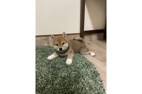 成約済の滋賀県の豆柴-306720の10枚目