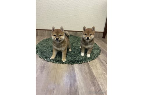 成約済の滋賀県の豆柴-306720の7枚目