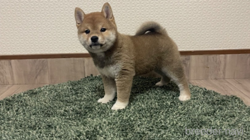 成約済の滋賀県の豆柴-306720の6枚目