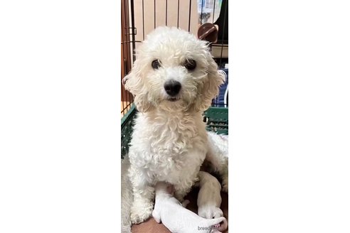オモチちゃん1枚目