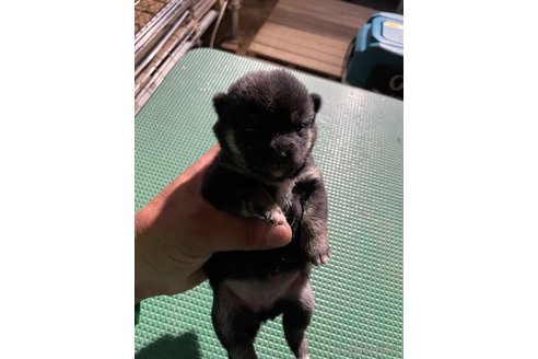 成約済の広島県の豆柴-315933の2枚目