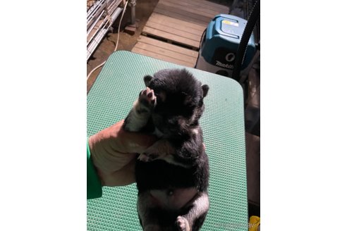 成約済の広島県の豆柴-315933の3枚目