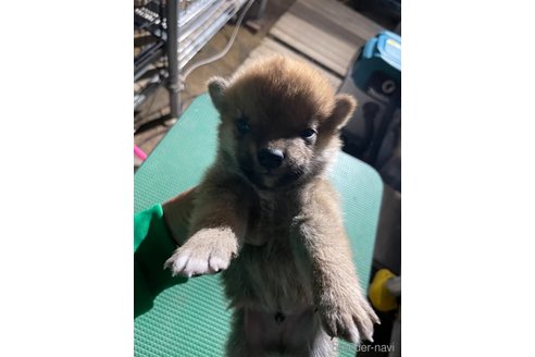 成約済の広島県の柴犬-315936の3枚目
