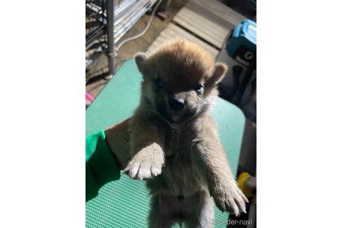 成約済の広島県の柴犬-315936の2枚目