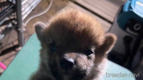 成約済の広島県の柴犬-315936の1枚目