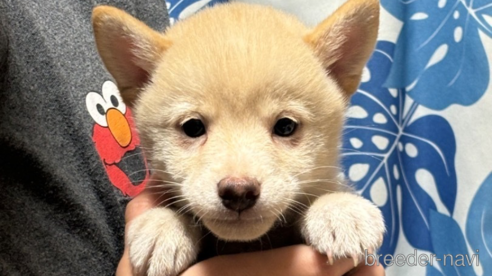 成約済の香川県の豆柴-314544の8枚目