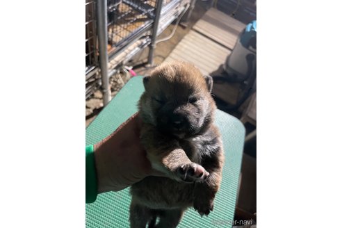成約済の広島県の柴犬-315943の2枚目