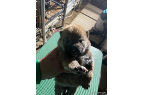 成約済の広島県の柴犬-315943の3枚目