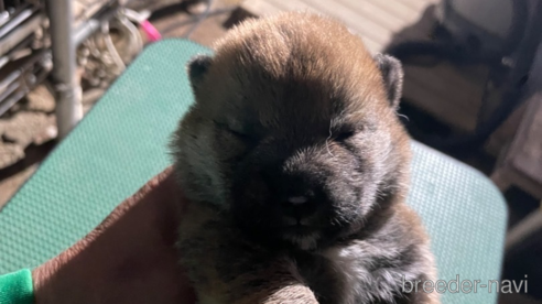 成約済の広島県の柴犬-315943