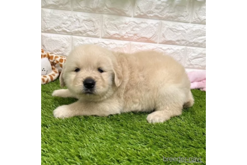 成約済の愛知県のゴールデンレトリーバー-315947の4枚目