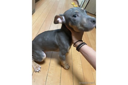 成約済の佐賀県のアメリカンピットブルテリア-300691の20枚目