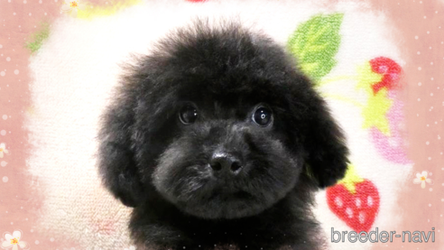 成約済の千葉県のタイニープードル-303550の1枚目