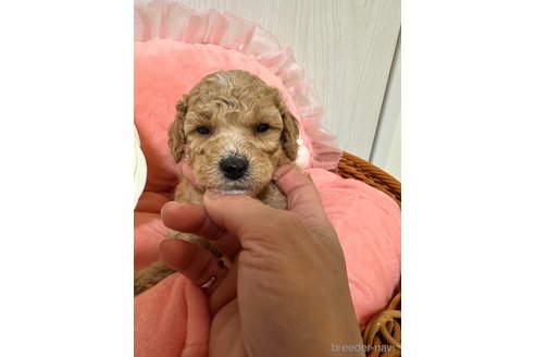 成約済の兵庫県のタイニープードル-316045の5枚目