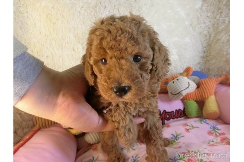 成約済の茨城県のトイプードル-316080の4枚目