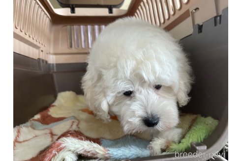 成約済の愛媛県のマルプー:マルチーズ×トイプードル-316121の3枚目