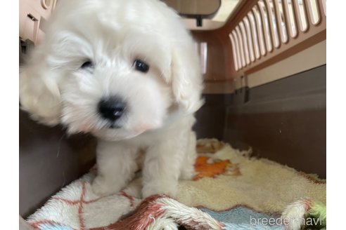 成約済の愛媛県のマルプー:マルチーズ×トイプードル-316121の4枚目