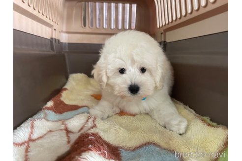 成約済の愛媛県のマルプー:マルチーズ×トイプードル-316121の5枚目