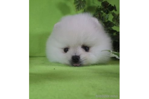 成約済の神奈川県のポメラニアン-316123の1枚目