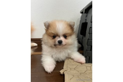 成約済の滋賀県のポメラニアン-309234の13枚目