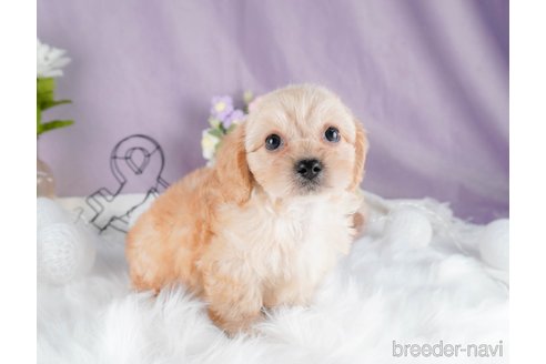 成約済の茨城県のミックス犬-316135の8枚目