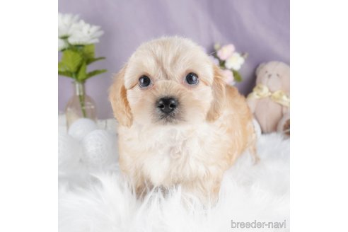 成約済の茨城県のミックス犬-316135の9枚目