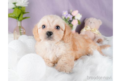 成約済の茨城県のミックス犬-316135の11枚目