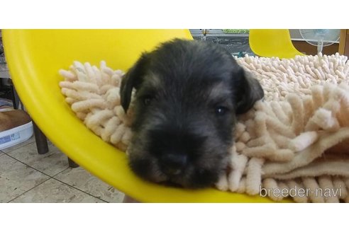 成約済の愛知県のミニチュアシュナウザー-316140