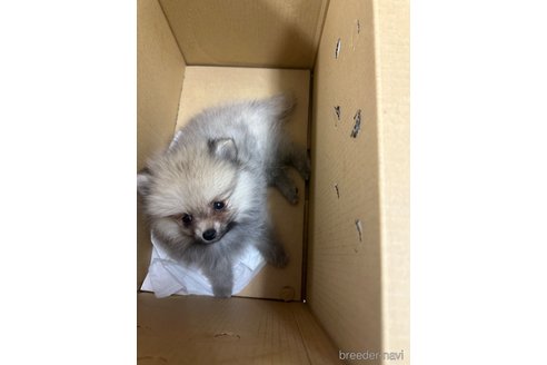 成約済の岡山県のポメラニアン-316167の3枚目