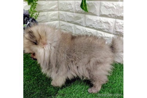 成約済の岡山県のポメラニアン-316167の5枚目