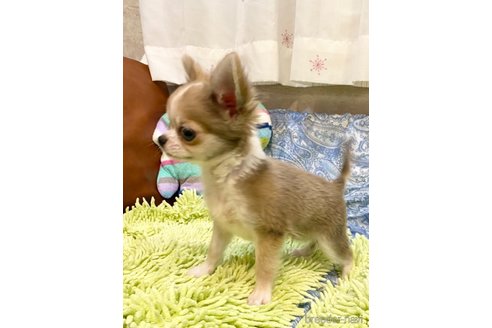 成約済の東京都のチワワ(ロングコート)-302274の9枚目