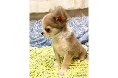 成約済の東京都のチワワ(ロングコート)-302274の7枚目