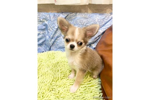 成約済の東京都のチワワ(ロングコート)-302274の5枚目