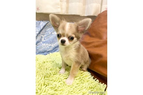 成約済の東京都のチワワ(ロングコート)-302274の3枚目