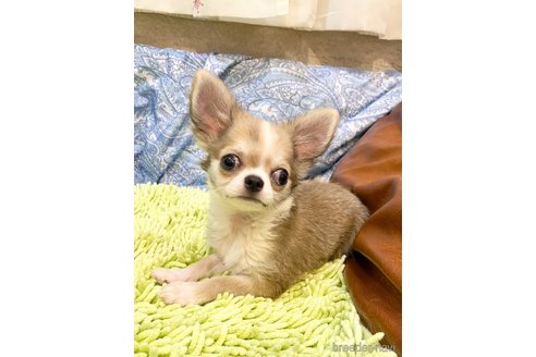 成約済の東京都のチワワ(ロングコート)-302274の2枚目