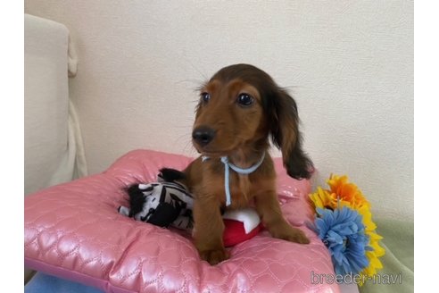 成約済の千葉県のカニンヘンダックスフンド(ロングヘアード)-316179の1枚目